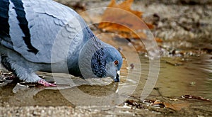 Thirsty Pigeon