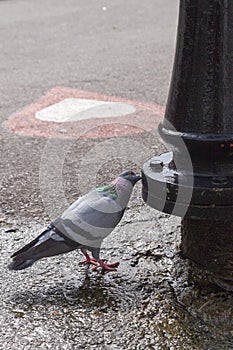 Thirsty pigeon