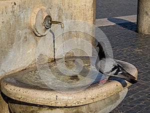 Thirsty pigeon