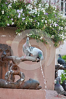 Thirsty pigeon drinking water photo