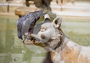 Thirsty pigeon drinking water from fountain
