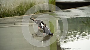 Thirsty pigeon drinking water from a puddle