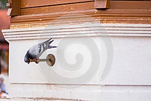 Thirsty pigeon drinking water from the tap on famous fountain Sebilj