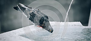 A thirsty pigeon drinks water on the city fountain