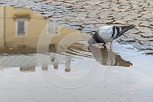 Thirsty pigeon drinks water from a puddle on a city square.