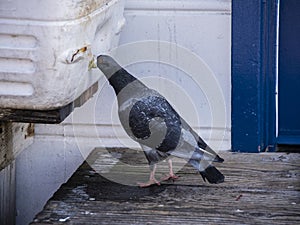 Thirsty Pigeon finds an innovative way to get a fresh water drink on the pier