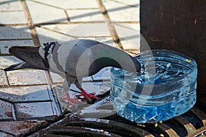 Thirsty pigeon in an urban setting