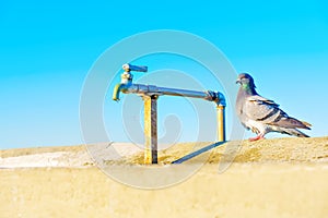 Thirsty Pigeon by the Water Tap at Long Beach Pier, California