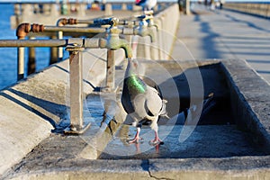 Thirsty pigeon at watering