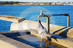 Thirsty pigeon at watering