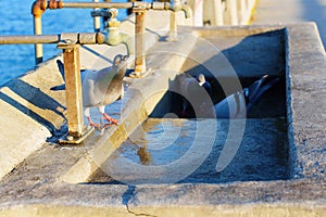 Thirsty pigeon at watering