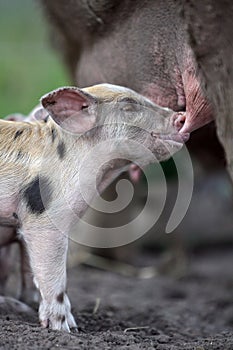 Thirsty Piglet