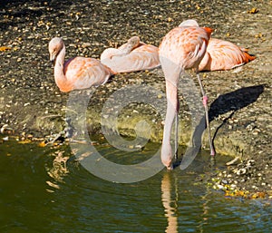 Thirsty pink Chilean flamingo drinking water out of the lake and three other flamingos sitting in the background