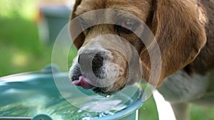 Thirsty puppy dog pet drink water from bucket on hot day, thirst