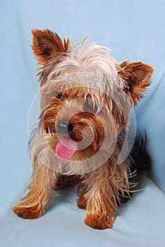 Thirsty puppy with its tongue hanging out