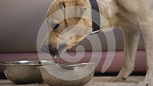 Thirsty purebred dog drinking water from pet bowl, animal feeding equipment