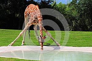 Thirsty Reticulated giraffe drinking