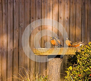 Thirsty robins