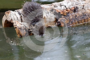 Thirsty rodent