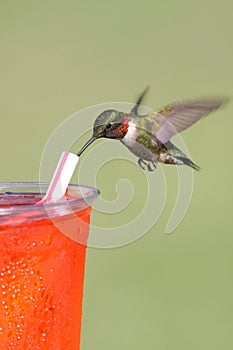 Thirsty Ruby-throated Hummingbird