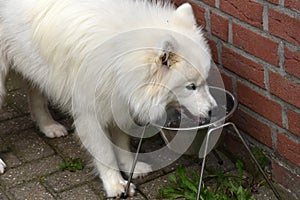 Thirsty samoyed  drinking water