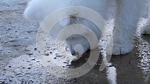 Thirsty Samoyed puppy quenching thirst on pavement