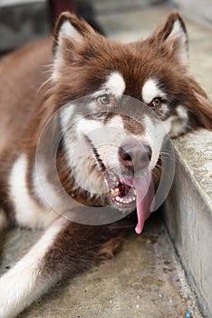 Thirsty Siberian Husky