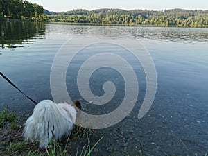 Thirsty small dog papillon is taking a sip of water from the lake