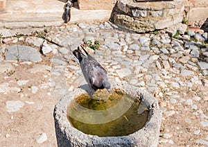 Thirsty small pigeon or dove drinks water