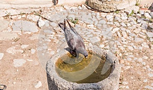 Thirsty small pigeon or dove drinks water