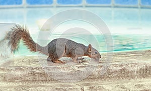 Thirsty squirrel taking a drink from swimming pool