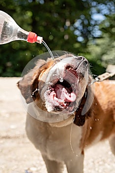 thirsty st. bernard dog drinking from plastic bottle outdoors in hot summer day, water splashes and sprays