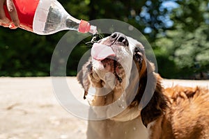 thirsty st. bernard dog drinking from plastic bottle outdoors in hot summer day, water splashes and sprays