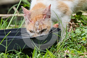 Thirsty stray cat drink water