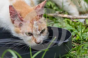 Thirsty stray cat drink water