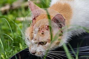 Thirsty stray cat drink water