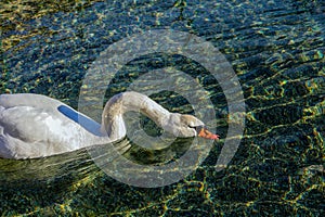 A thirsty swan in the water