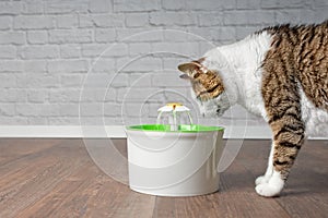 Thirsty tabby cat drinking water from a pet drinking fountain.