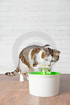 Thirsty tabby cat looking curious to a pet drinking fountain. Vertical picture with copy space