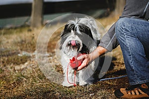 Thirsty Tibetan terrier dog drinking water from the bottle his owner, active life, friendship and care