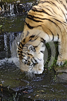 Thirsty tiger.