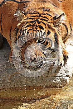 Thirsty Tiger