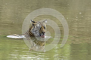 Thirsty tiger cub drinking from a lake.