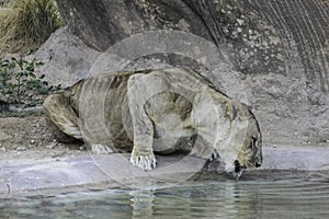 A thirsty tiger in the zoo