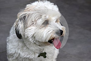 Thirsty and tired havanese puppy