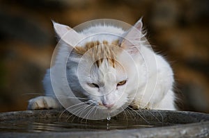 Thirsty white cat drinks water from a stone bowl