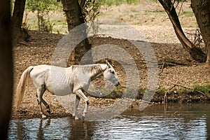 Thirsty wild white horse drinking water in a creek