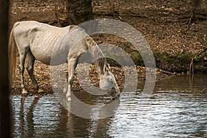 Thirsty wild white horse drinking water in a creek