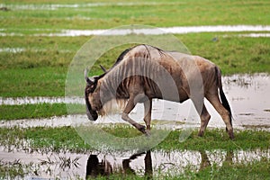 Thirsty wildebeest drinking at waterhole, Kenya