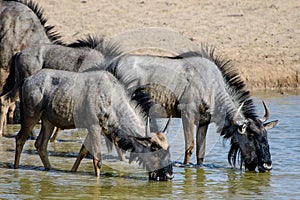 Thirsty Wildebeest enjoying a drink